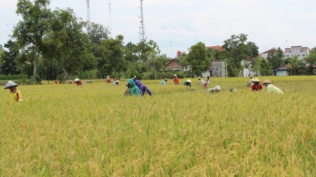 Panen Raya di Bali Amankan Stok Beras