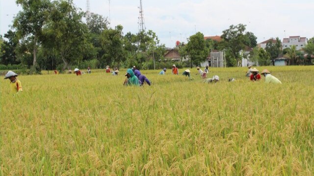 Demak Panen Raya Padi 48.791 Hektar, Harga Gabah Turun