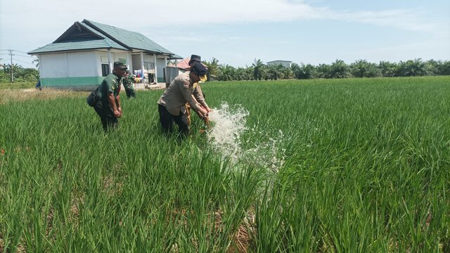 Penguatan Penambahan Areal Tanam Menjadi Solusi Jitu Mengatasi Dampak El Nino Bagi Petani Indonesia