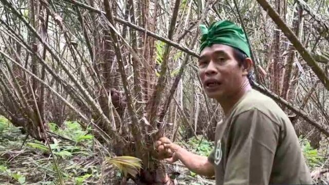 Membanggakan, FAO Tetapkan Agroforestri Salak Indonesia Sebagai Warisan Pertanian Dunia