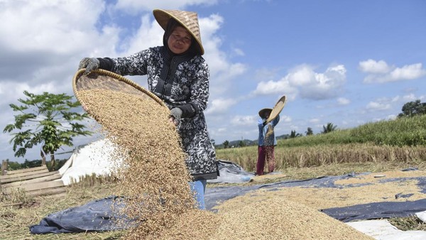 Petani Kulonprogo Mendesak Bulog Segera Serap Gabah Sesuai HPP