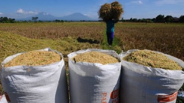 Petani Bulukumba Khawatir Harga Gabah Anjlok saat Panen