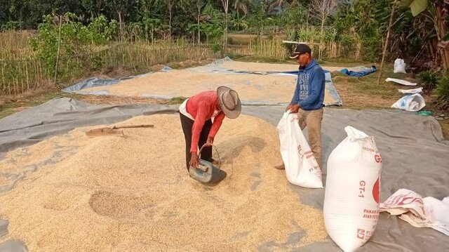 Tengkulak Terapkan Harga Suka-Suka, Petani di Klapanunggal Bogor Berharap Bulog Segera Turun Tangan