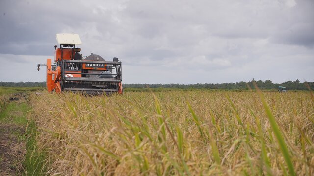 BPS: Periode Januari-Maret 2025, Produksi Beras Meningkat Tajam 52,32%