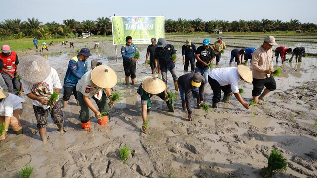 Tanam Perdana Lokasi Optimasi Lahan di Kotawaringin Barat: Langkah Nyata Menuju Swasembada Pangan