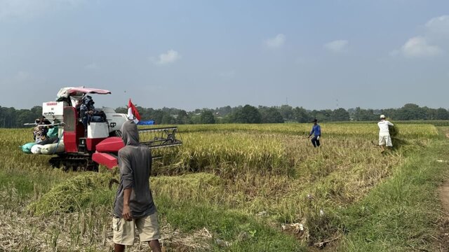 Panen Padi Gadu Dimulai, Petani Lampung Timur Rasakan Hasil Melimpah