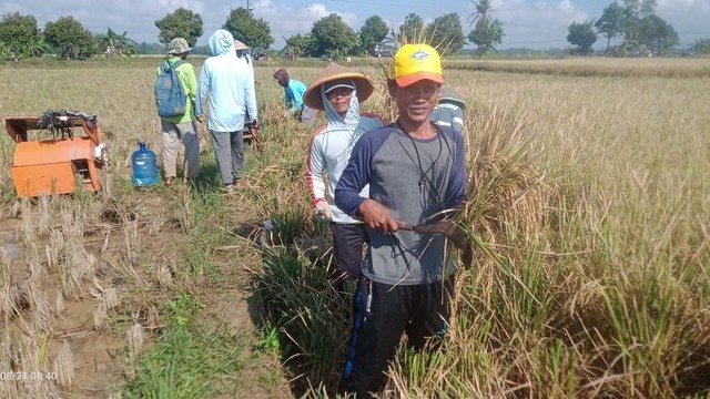 Musim Panen Gadu Menggeliat, Daerah Sentra Nikmati Harga Gabah Yang Baik