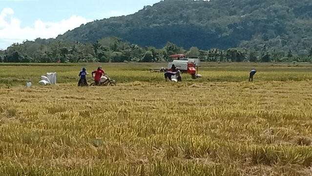 BPS: Produksi Beras Hingga Oktober 2025 Surplus 3,7 Juta Ton