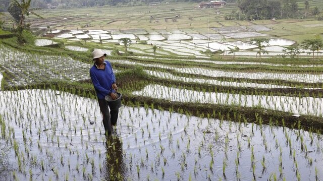Kegembiraan Petani dari Harga Pupuk Turun 20%, Biaya Ringan, Harapan Panen Meningkat