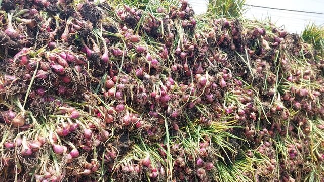 Mengenal KAD, Cara Taktis Amankan Ketersediaan Bawang Merah