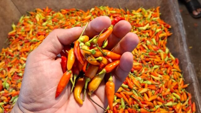 Stabilkan Harga, Kementan Kembali Guyur 1,7 Ton Cabai Rawit Merah ke Pasar Induk Kramat Jati Stabilkan Harga, Kementan Kembali Guyur 1,7 Ton Cabai Rawit Merah ke Pasar Induk Kramat Jati