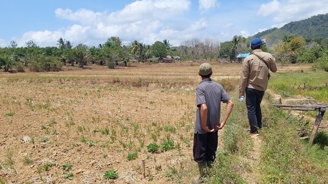 Hadapi El Nino, Kementan Dorong Petani Gunakan AUTP untuk Lindungi Produksi