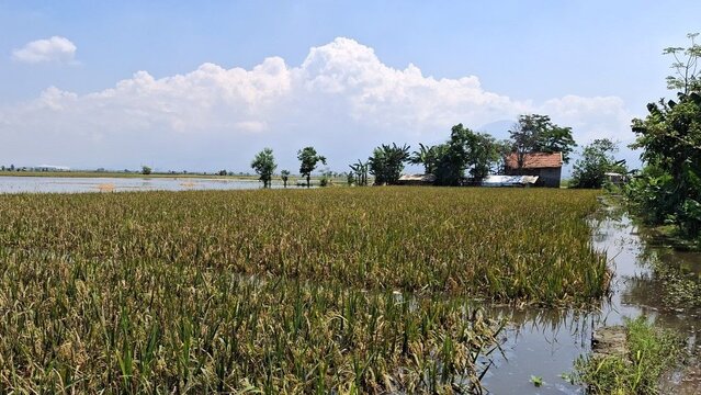 Kementan Dukung Percepatan Klaim AUTP di Lamongan, Tegaskan Perlindungan Petani untuk Jaga Produksi